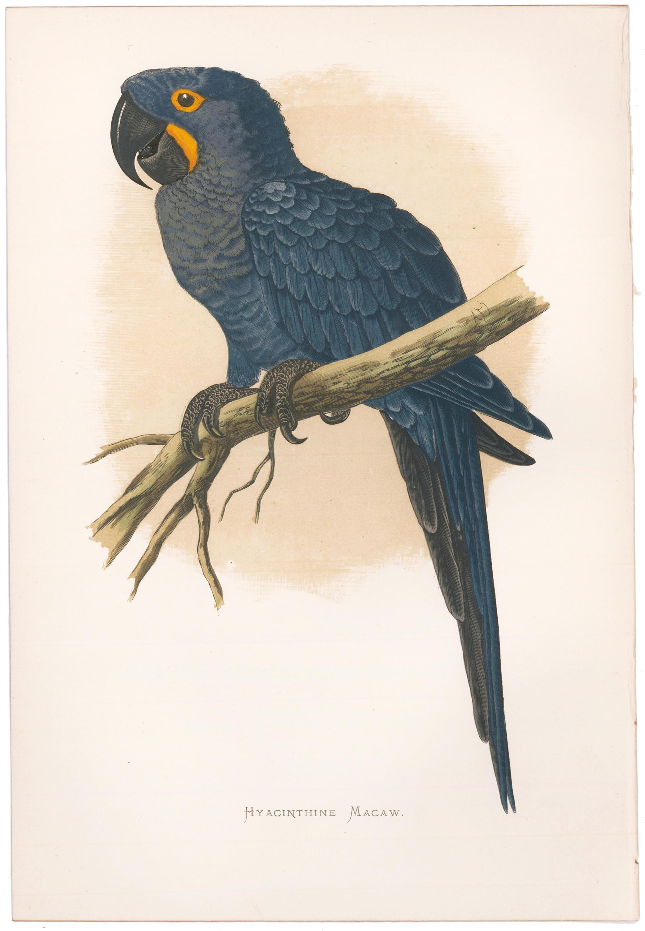 Hyacinthine Macaw - Print by William Thomas Greene