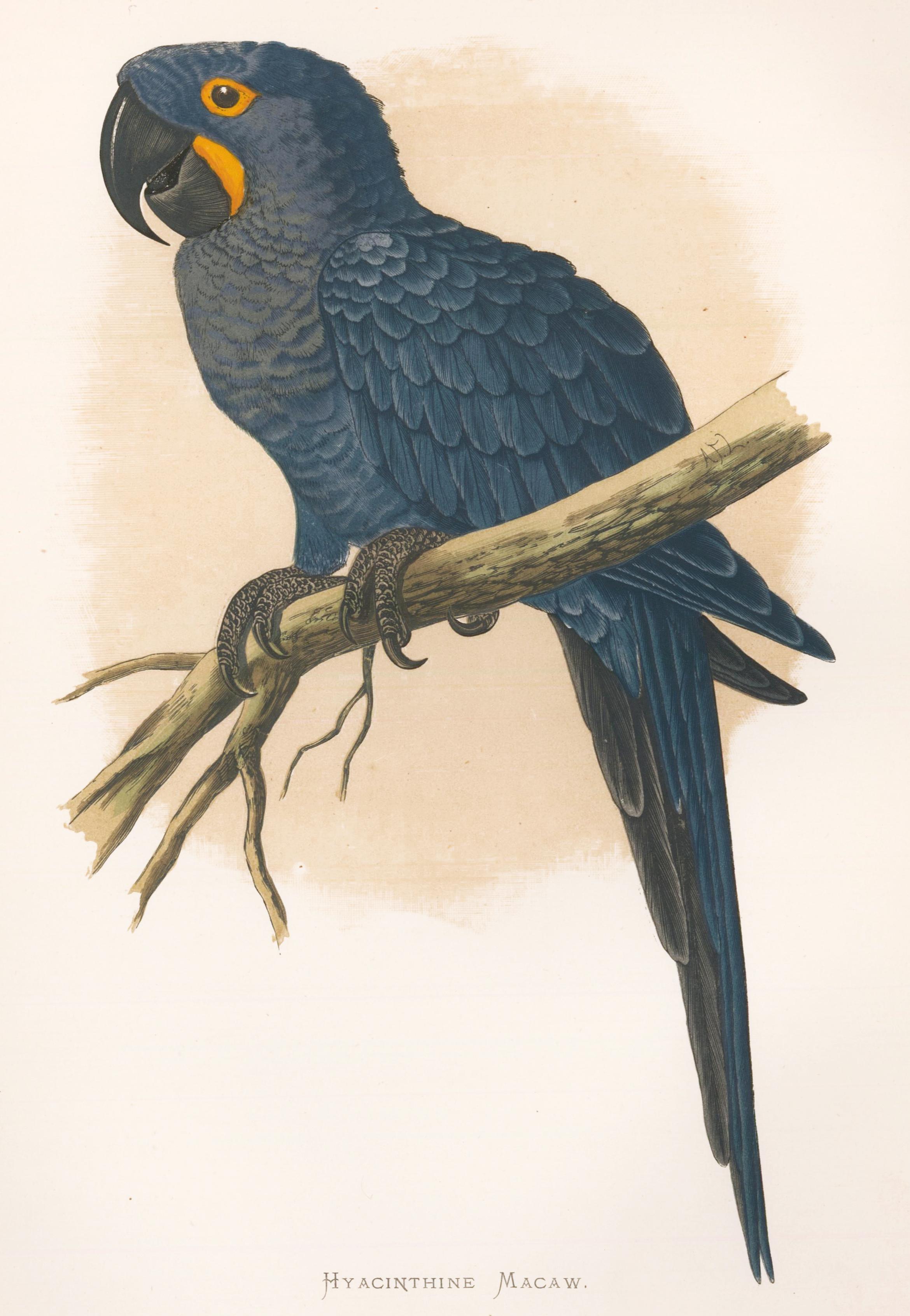 William Thomas Greene Animal Print - Hyacinthine Macaw