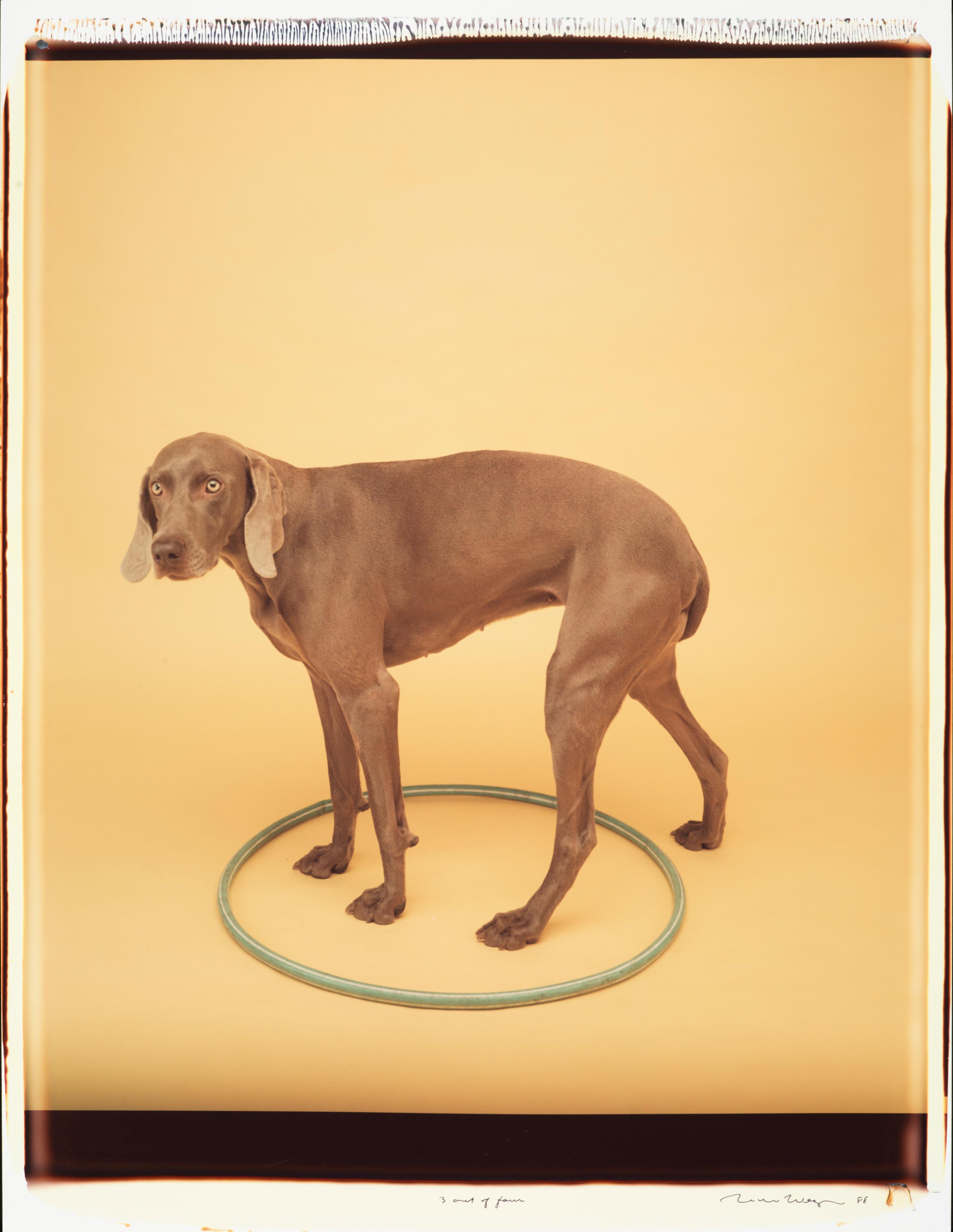 3 von vier – William Wegman (Farbfotografie)