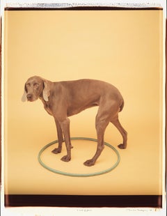 3 Out of Four - William Wegman (Colour Photography)
