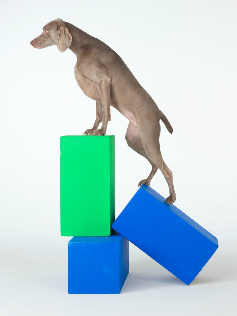 William Steps William Wegman - A Step Up For Sale at 1stDibs