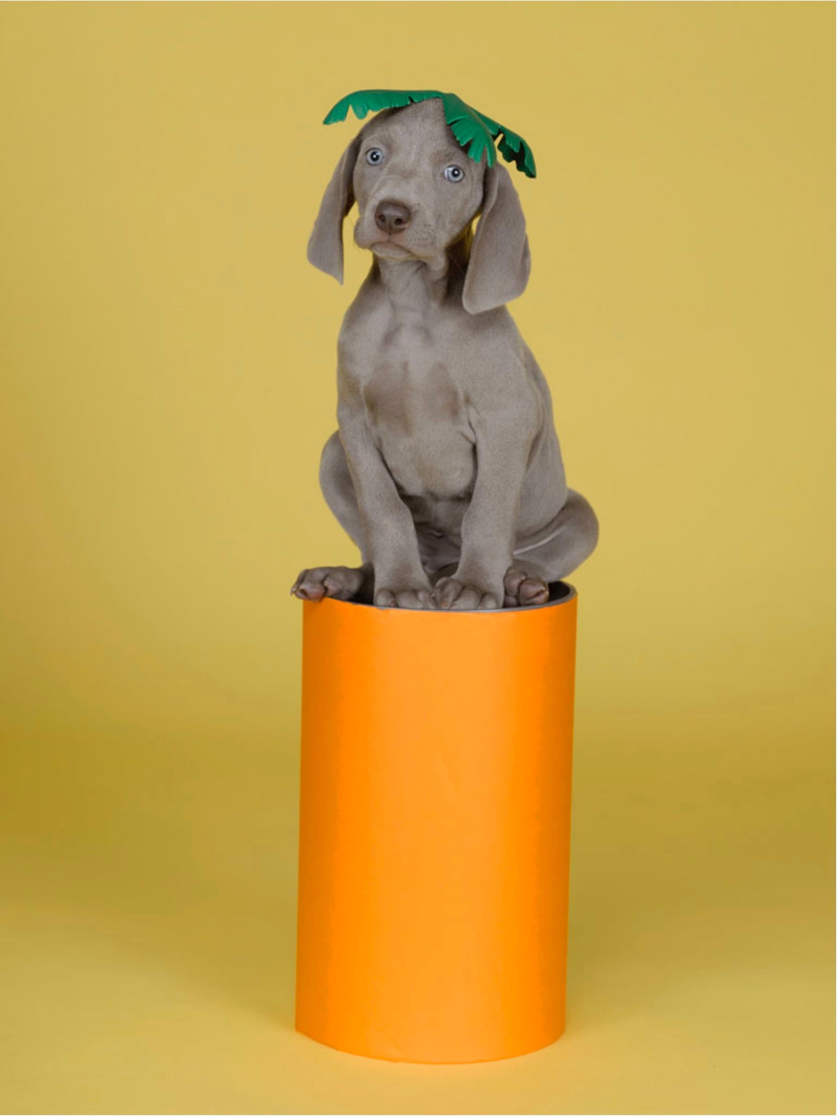 William Wegman Still-Life Photograph – Abstrakte Karotte