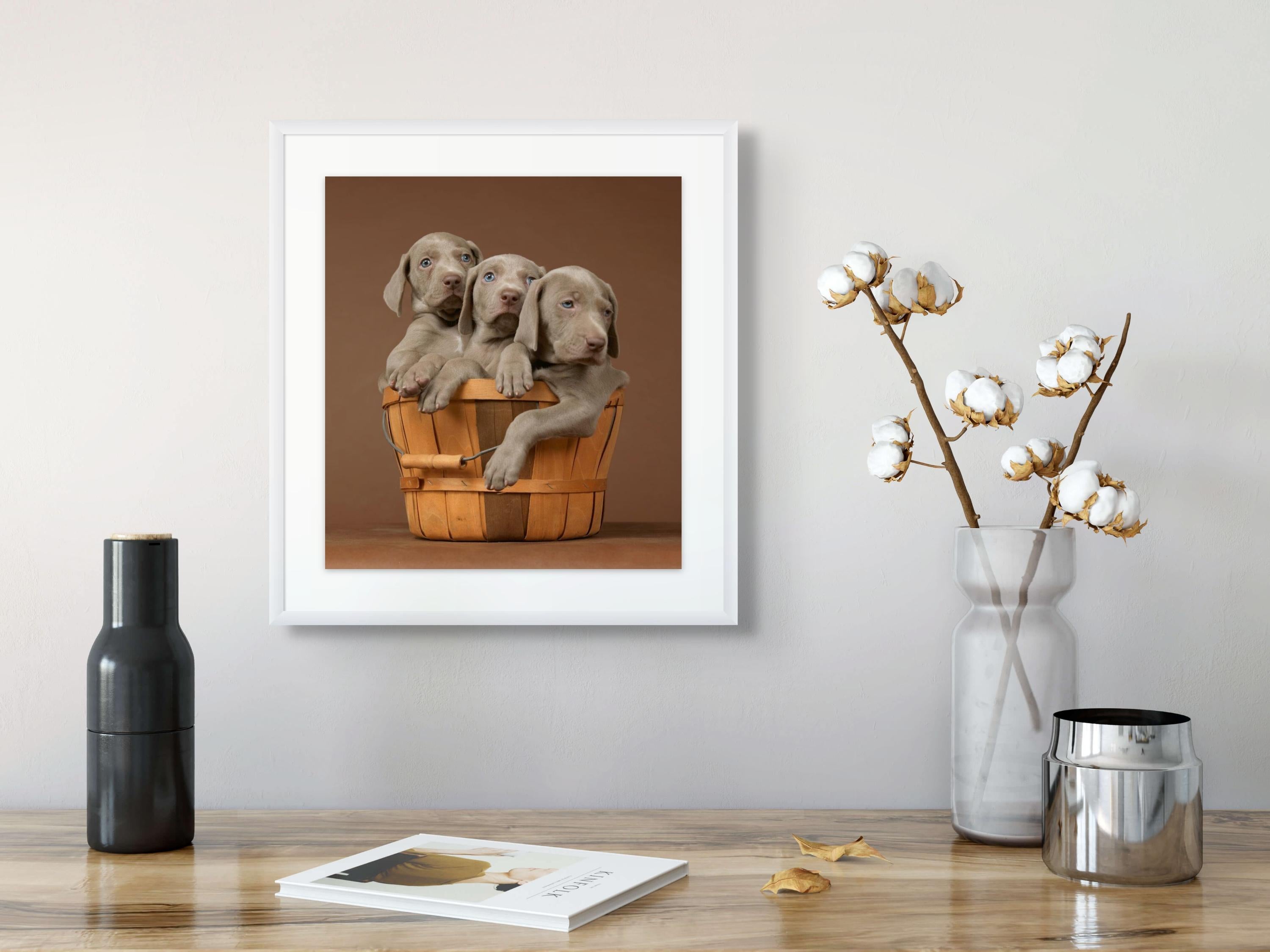 Cesta llena - Photograph de William Wegman