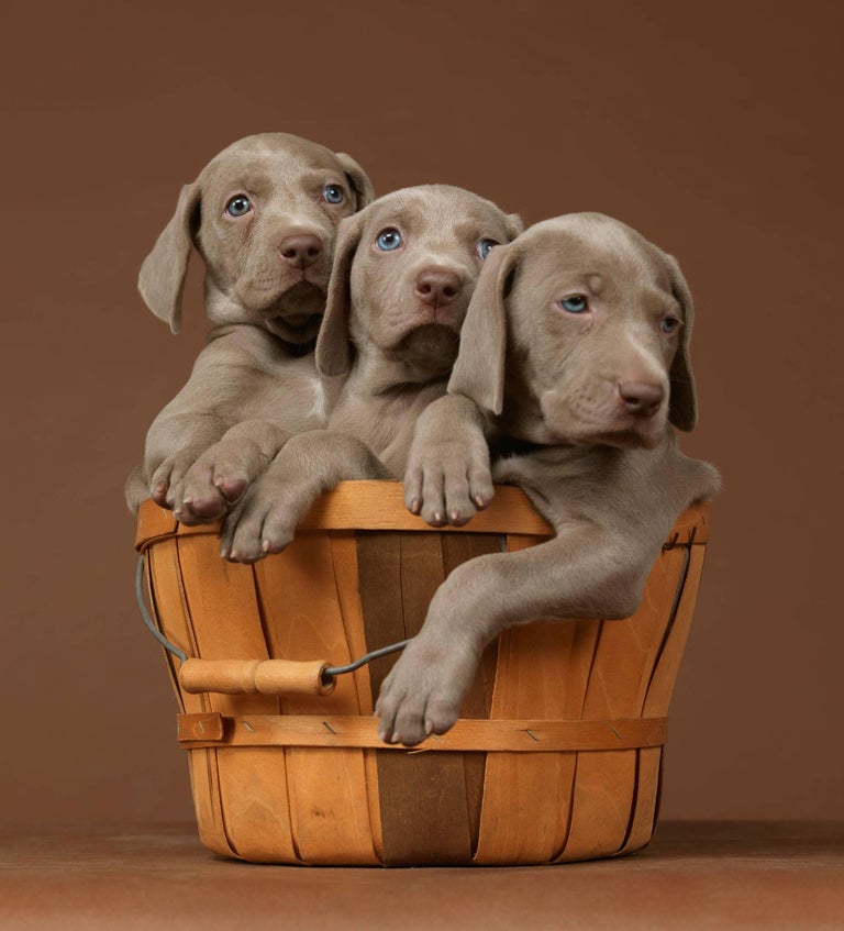 William Wegman - Eames Low, Photograph: at 1stdibs