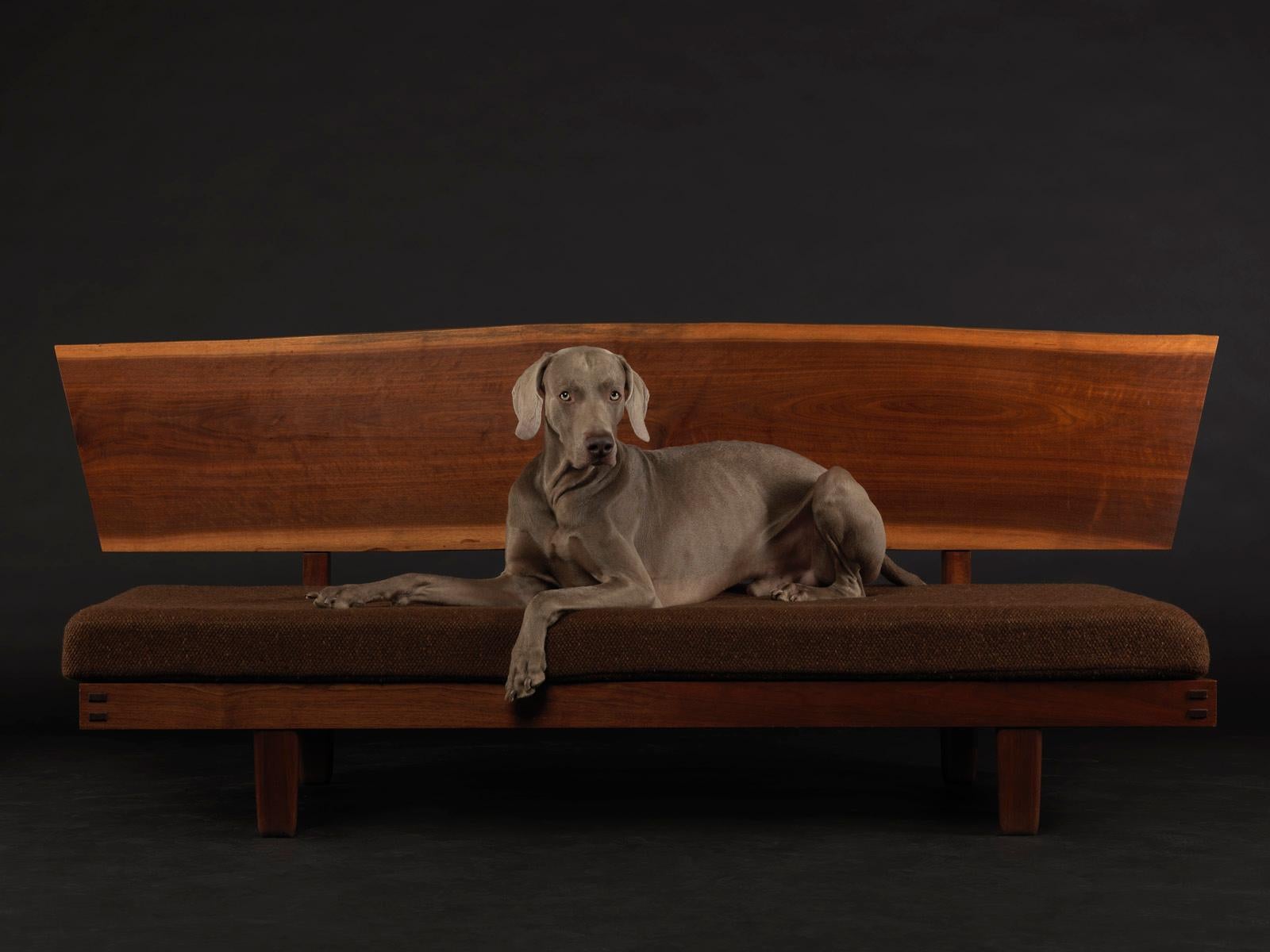 William Wegman Animal Print - Benchmark