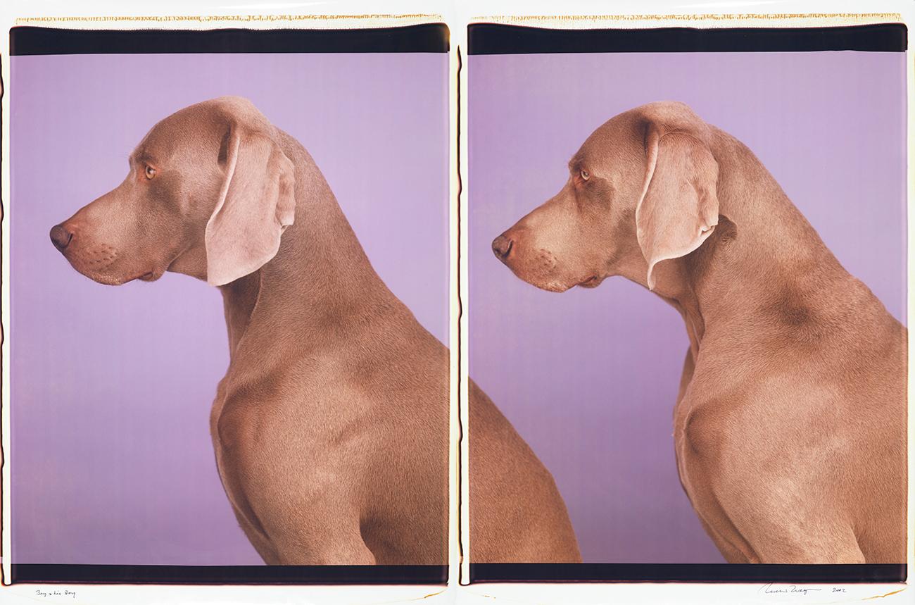 Boy and His Boy - William Wegman (Farbfotografie)
Signiert und beschriftet mit Titel
Zwei einzigartige Farb-Polaroid-Abzüge, gedruckt 2002
jeweils 24 x 20 Zoll

Die Hunde, die mit Perücken, Kostümen und Requisiten ausgestattet sind, zeigen eine