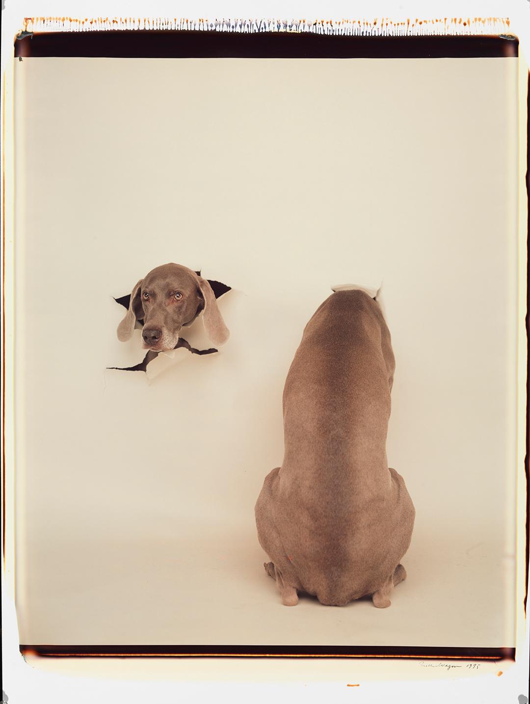 Breakout - William Wegman (Farbfotografie)
Signiert und beschriftet mit Titel
Einzigartiger Farb-Polaroiddruck, gedruckt 1995
24 x 20 Zoll

Die Hunde, die mit Perücken, Kostümen und Requisiten ausgestattet sind, zeigen eine breite Palette
