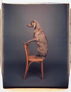 Chair Piece - William Wegman (Colour Photography)