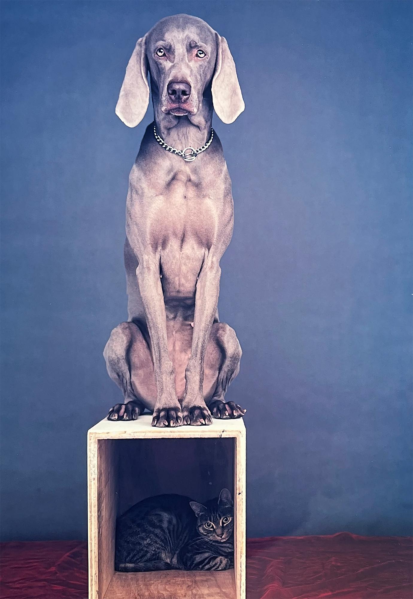 William Wegmans höchst konzeptionelle Hund-Katze-Interaktion wird in diesem großformatigen Polaroid-Polacolor-Druck dargestellt, der ein Doppelporträt zeigt - einen Hund und eine Katze - zusammen, aber getrennt in ihrem eigenen definierten Raum.