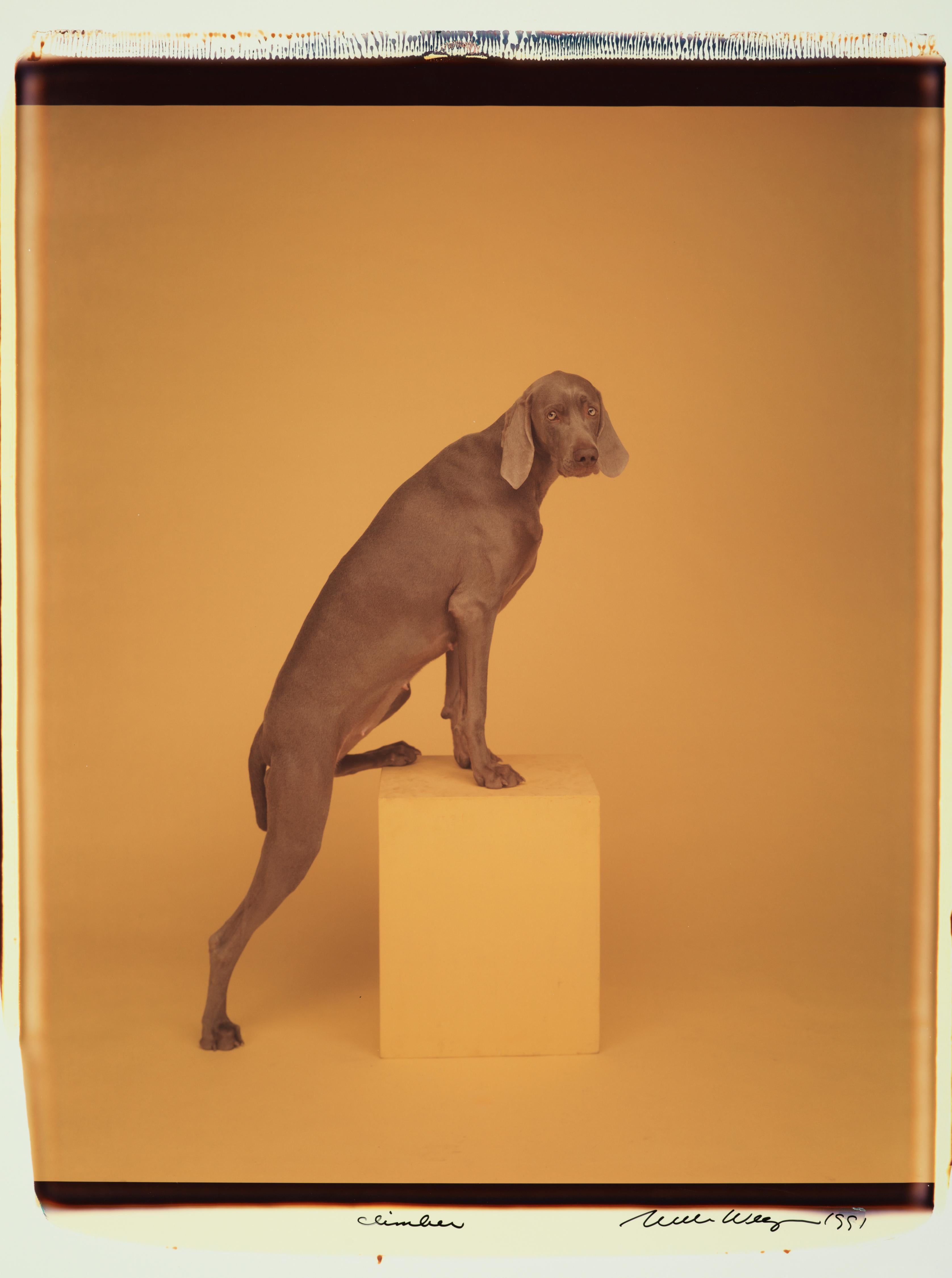 Climber - William Wegman (Farbfotografie)
Signiert und beschriftet mit Titel
Einzigartiger Farb-Polaroiddruck, gedruckt 1991
24 x 20 Zoll

Die Hunde, die mit Perücken, Kostümen und Requisiten ausgestattet sind, zeigen eine breite Palette
