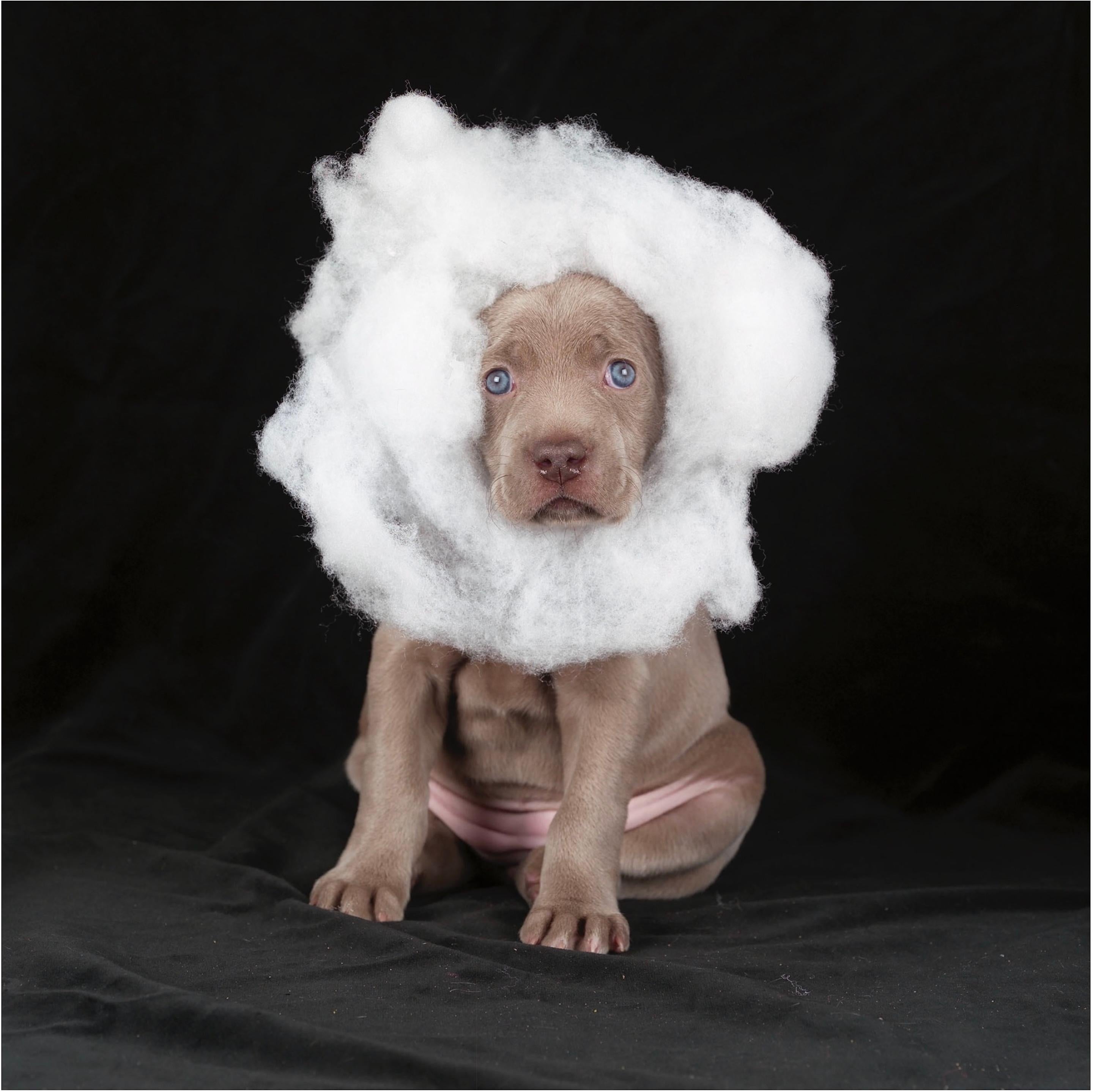 Color Photograph di William Wegman - Nuvola