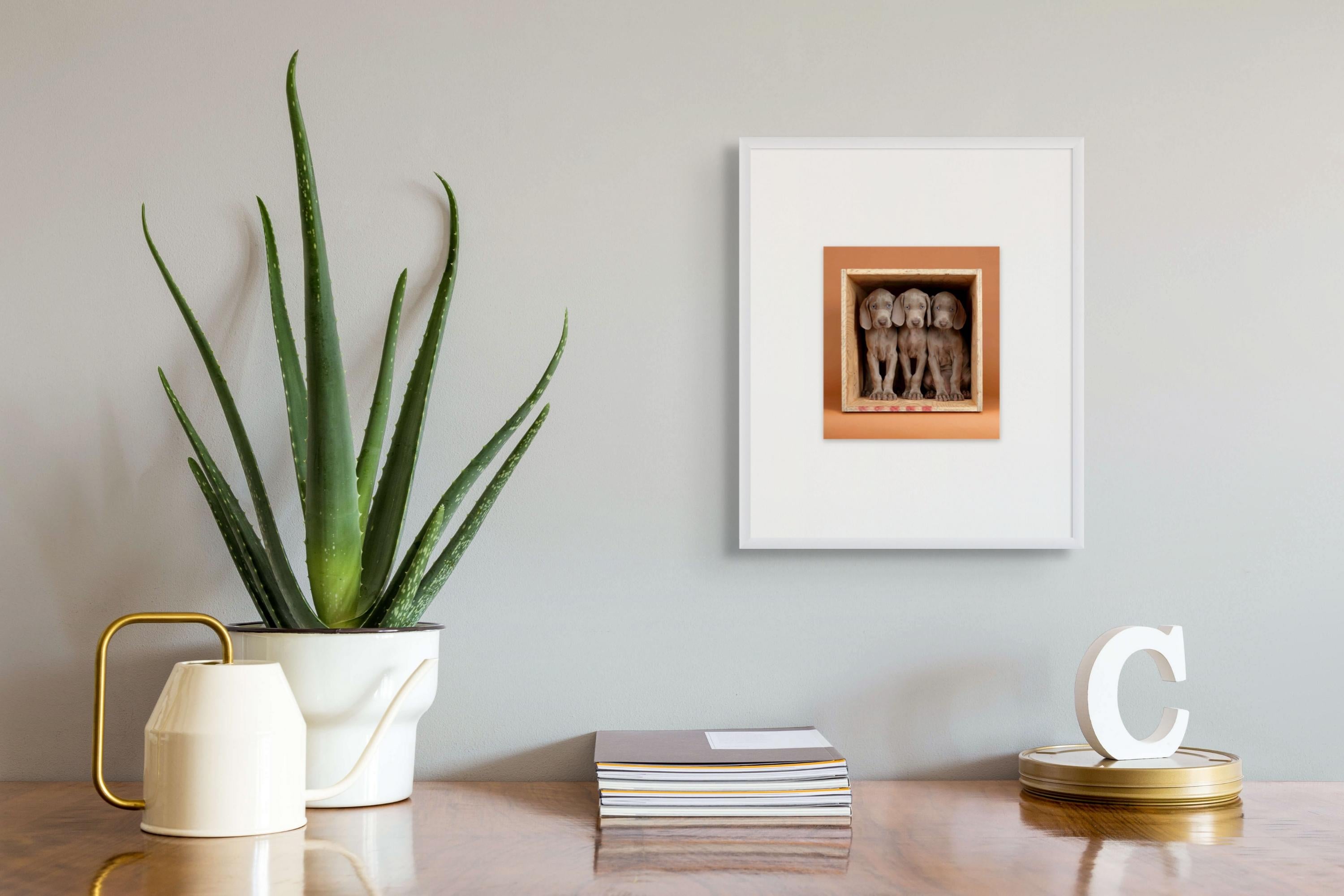 Count Three - Photograph de William Wegman