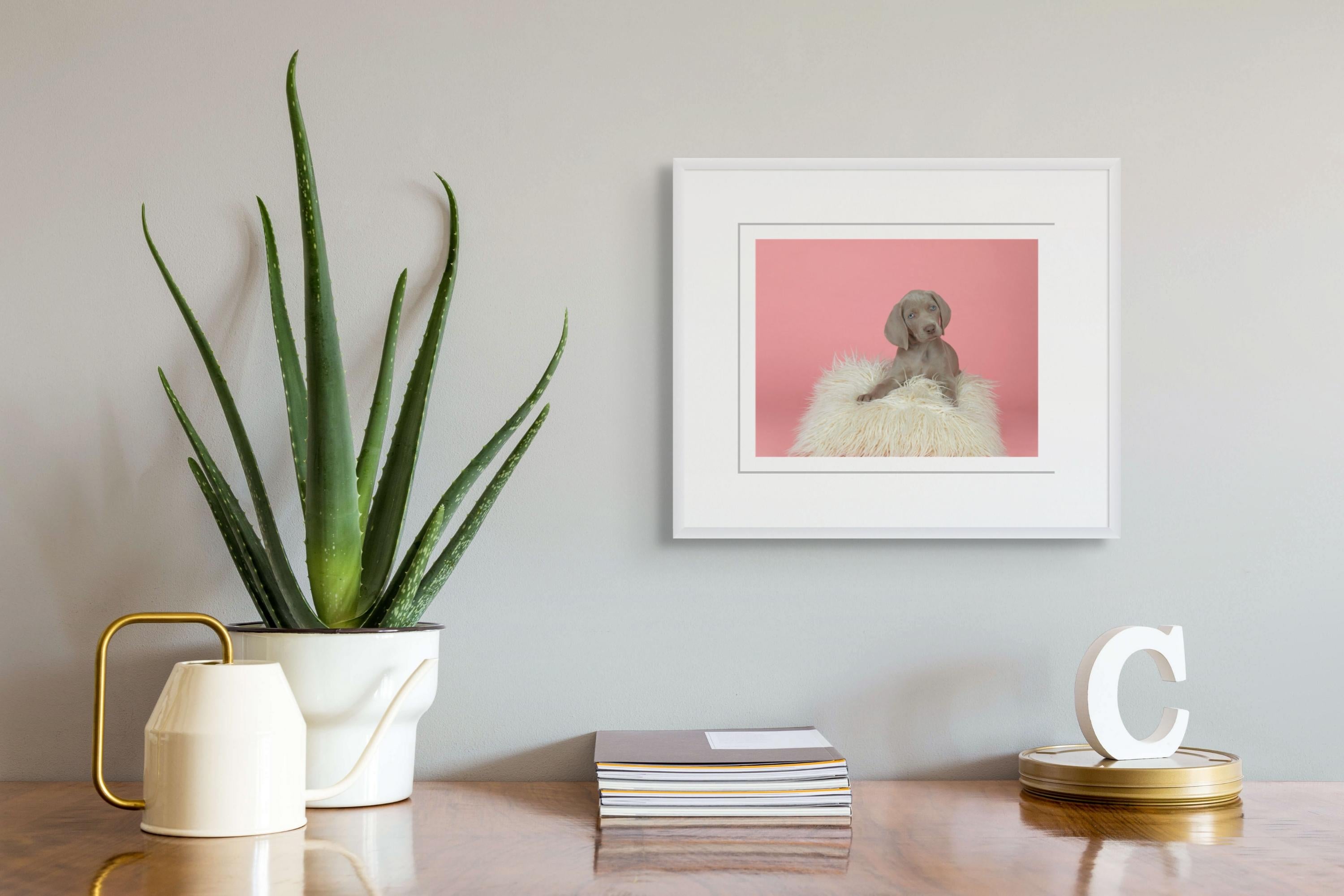 Bonito y suave - Photograph de William Wegman