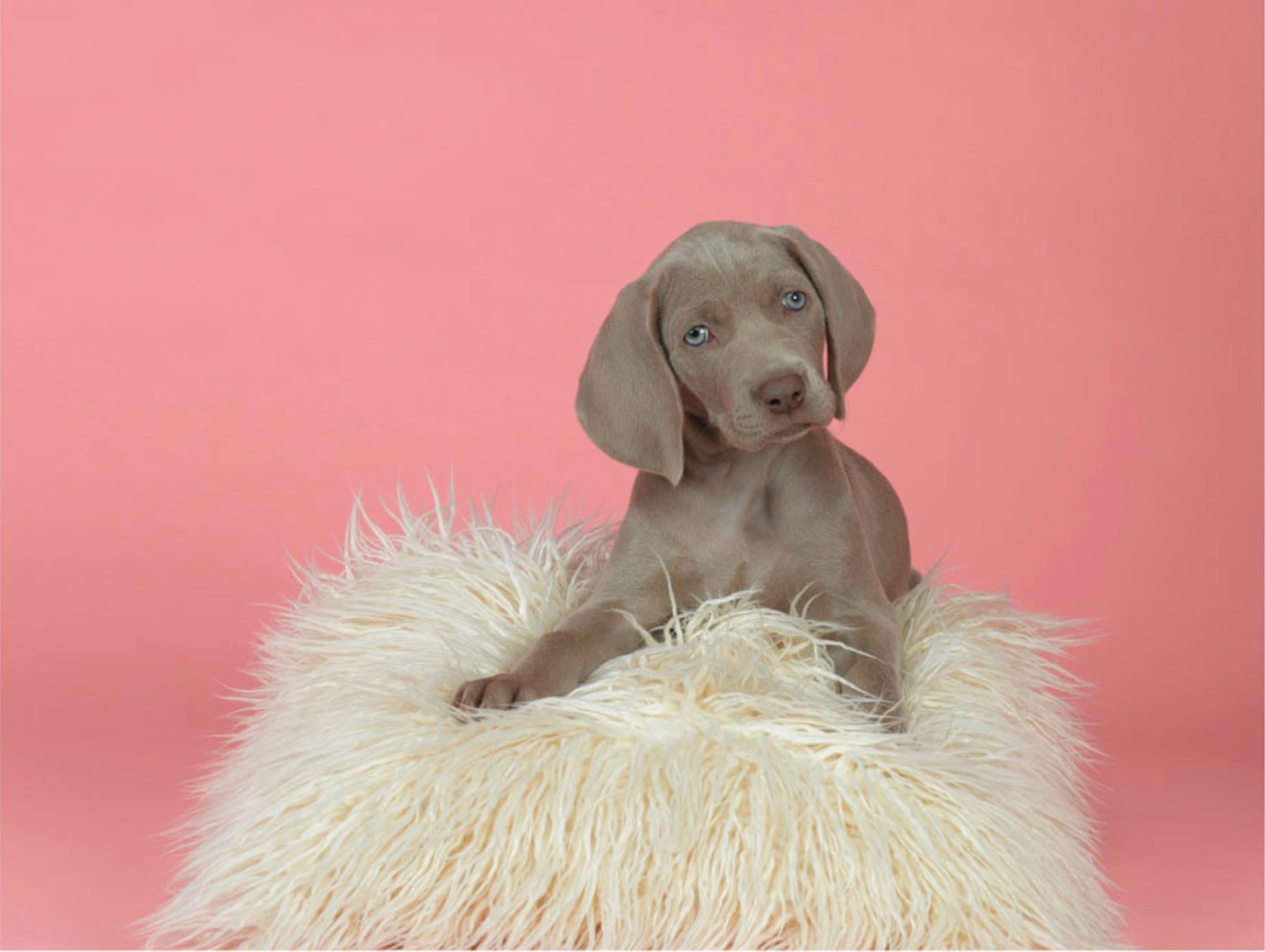 Still-Life Photograph de William Wegman - Bonito y suave