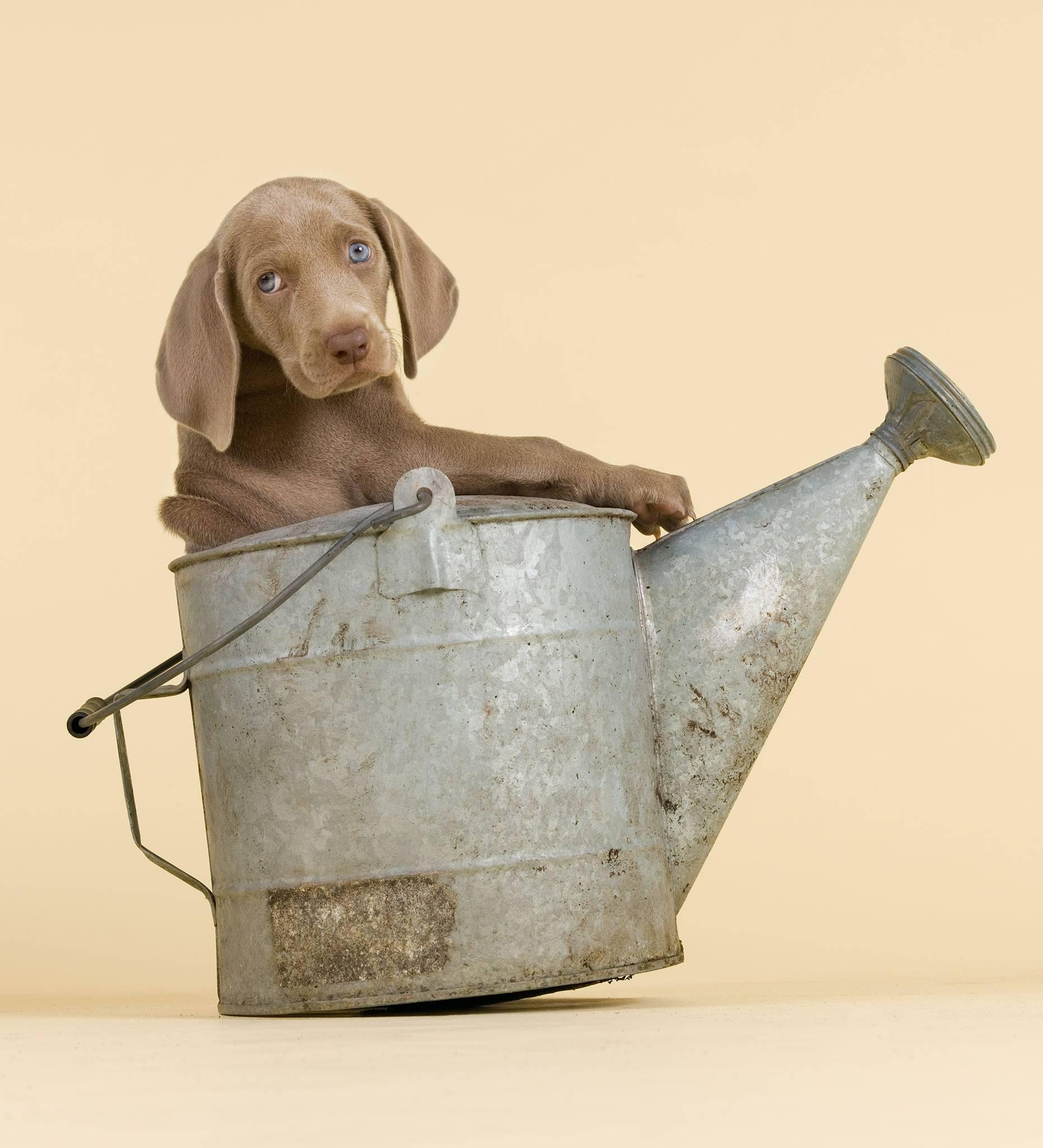 William Wegman Portrait Photograph – Easy Rider