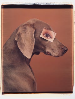 Eyewear II - William Wegman (Colour Photography)