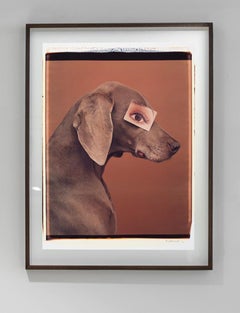Eyewear II - William Wegman (Colour Photography)