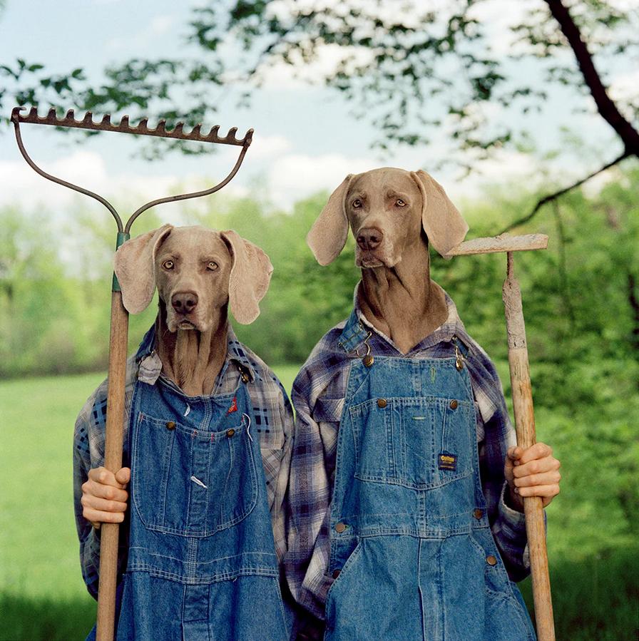 Color Photograph di William Wegman - Giornate in fattoria