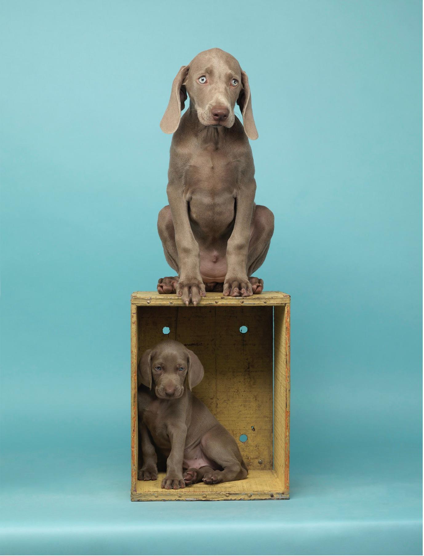 Color Photograph William Wegman - Maison et foyer