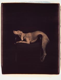 Hung Over - William Wegman (Farbfotografie)