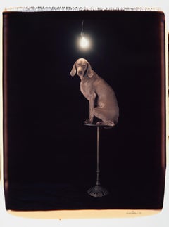 Retro Illuminary - William Wegman (Colour Photography)