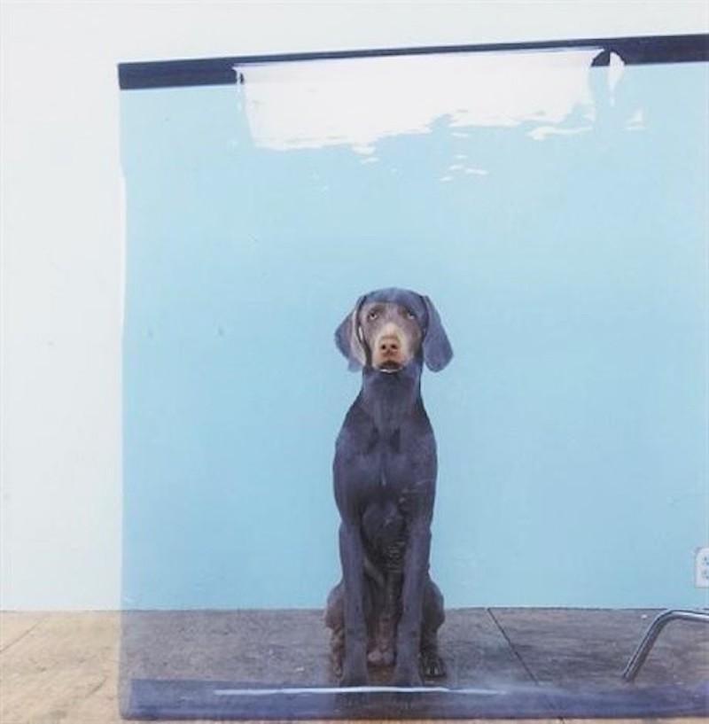 william wegman prints