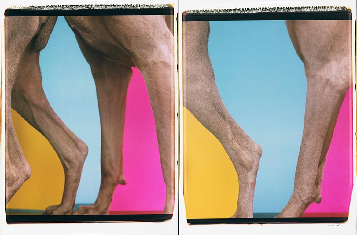 Leggings - William Wegman (Farbfotografie)
Signiert und beschriftet mit Titel
Zwei einzigartige Farb-Polaroid-Abzüge, gedruckt 1998
jeweils 24 x 20 Zoll

Die Hunde, die mit Perücken, Kostümen und Requisiten ausgestattet sind, zeigen eine breite
