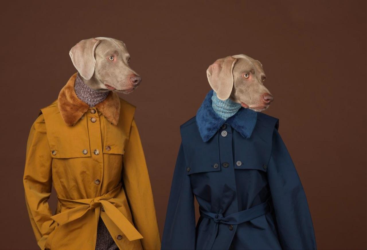 Looking Right - Photograph by William Wegman