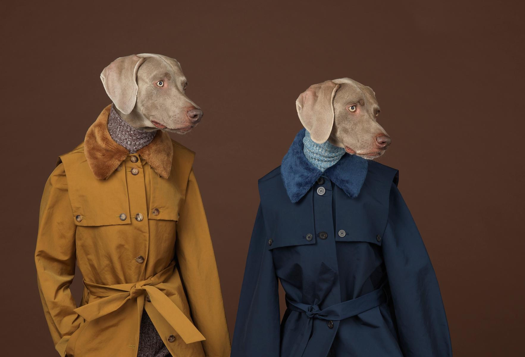 William Wegman Color Photograph - Looking Right