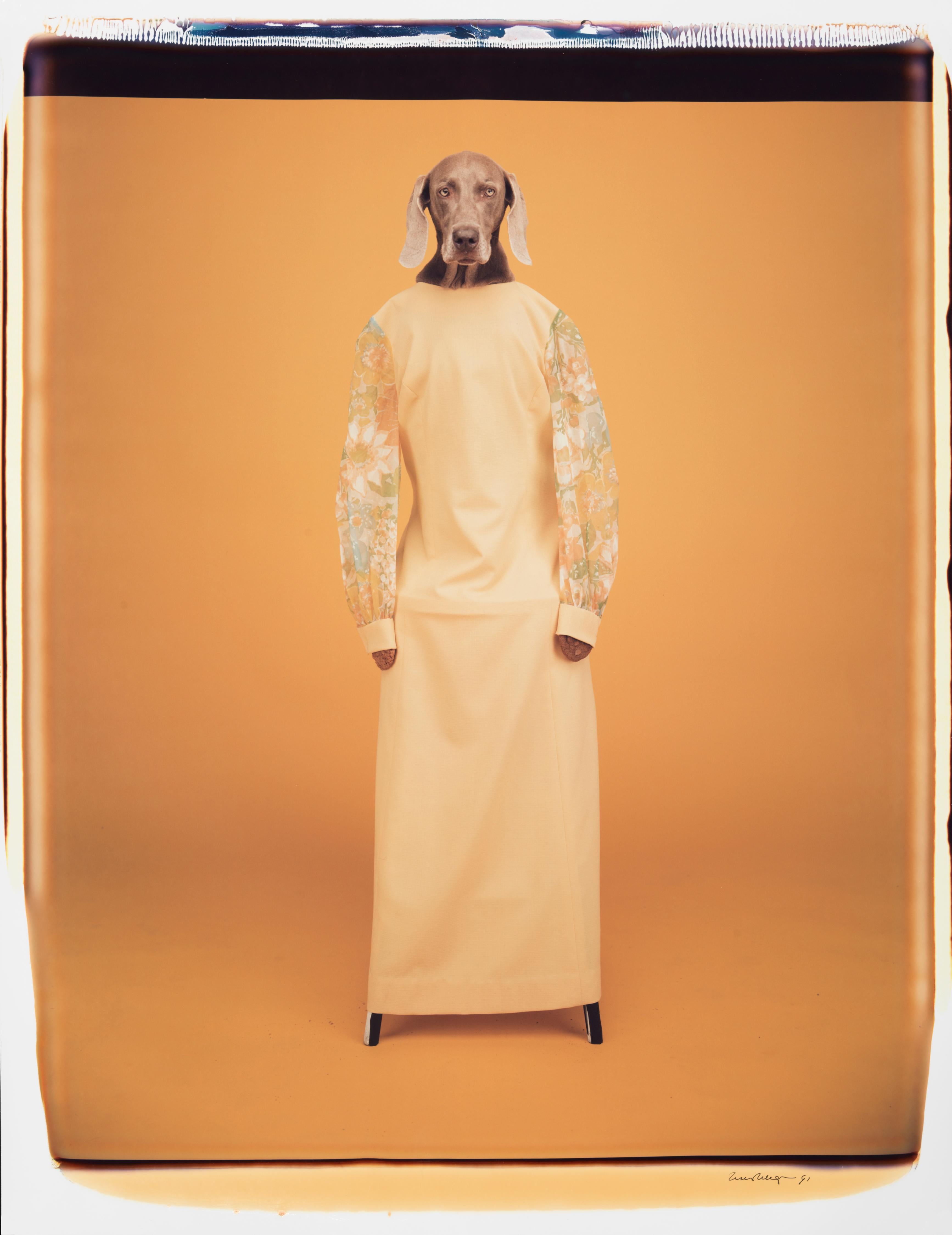 My Coo Kie - William Wegman (Farbfotografie)
Signiert und beschriftet mit Titel
Einzigartiger Farb-Polaroiddruck, gedruckt 1991
24 x 20 Zoll

Die Hunde, die mit Perücken, Kostümen und Requisiten ausgestattet sind, zeigen eine breite Palette