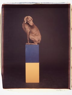 Over Blue - William Wegman (Colour Photography)