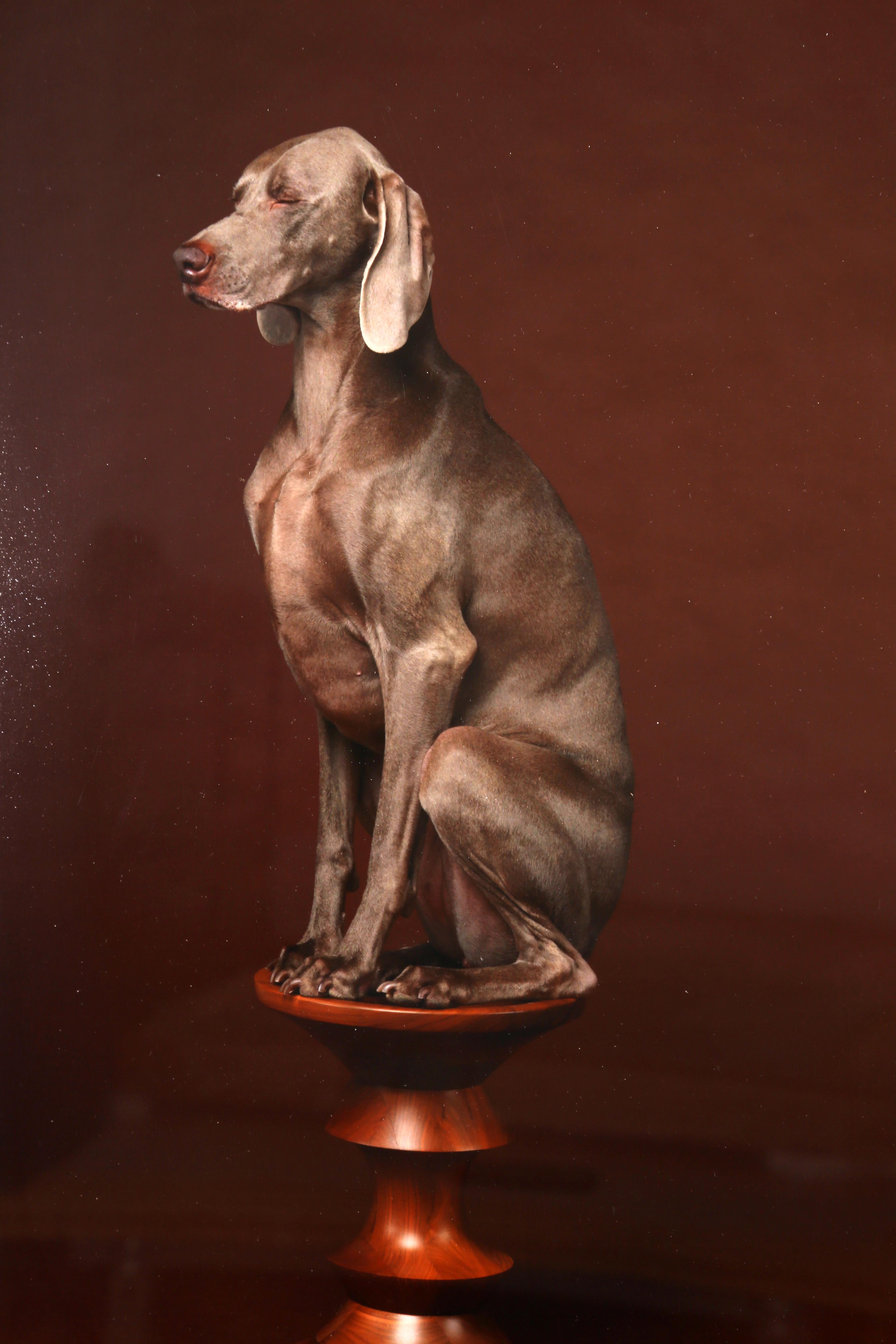 Pfauenfell (Schwarz), Figurative Photograph, von William Wegman