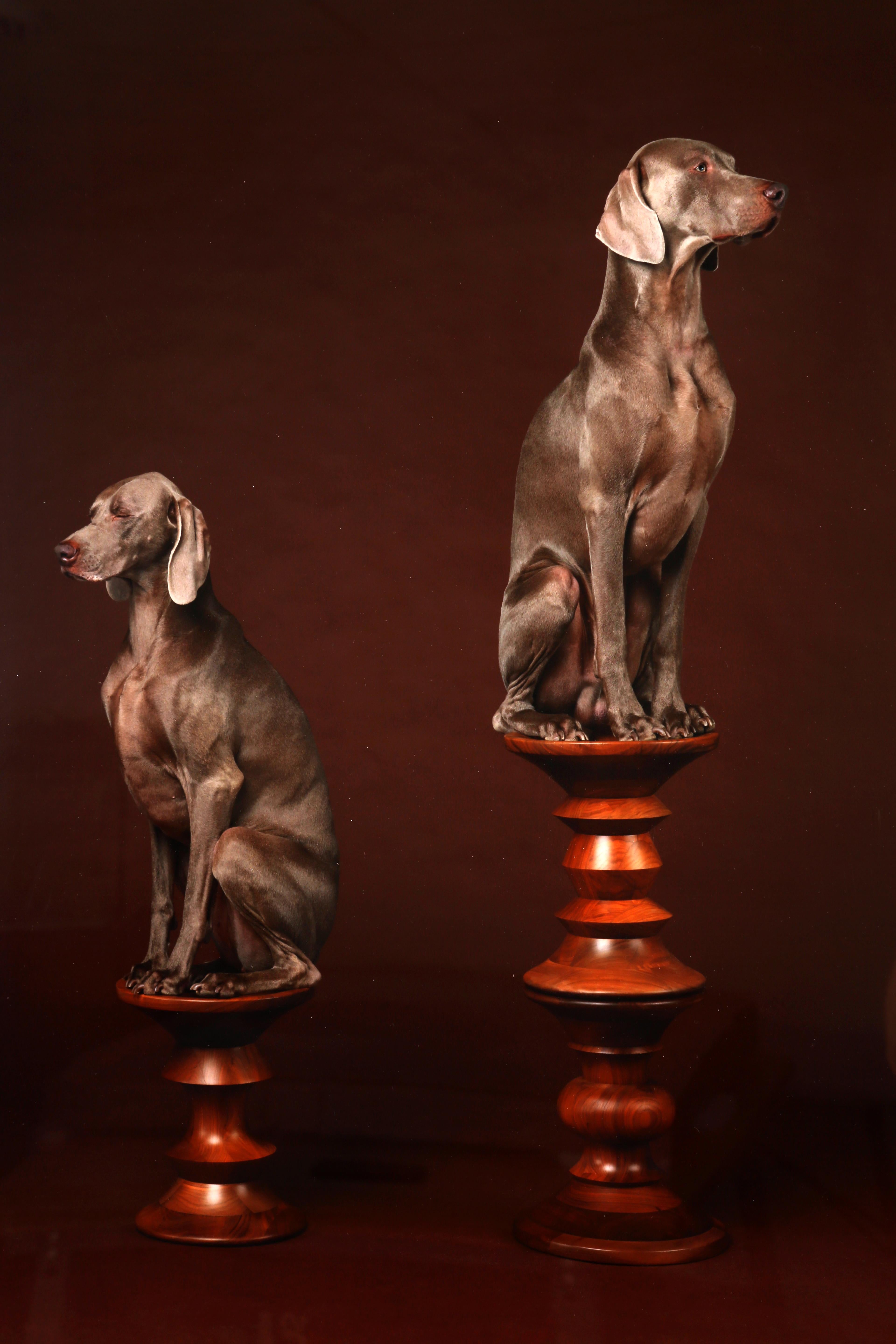 William Wegman Figurative Photograph – Pfauenfell