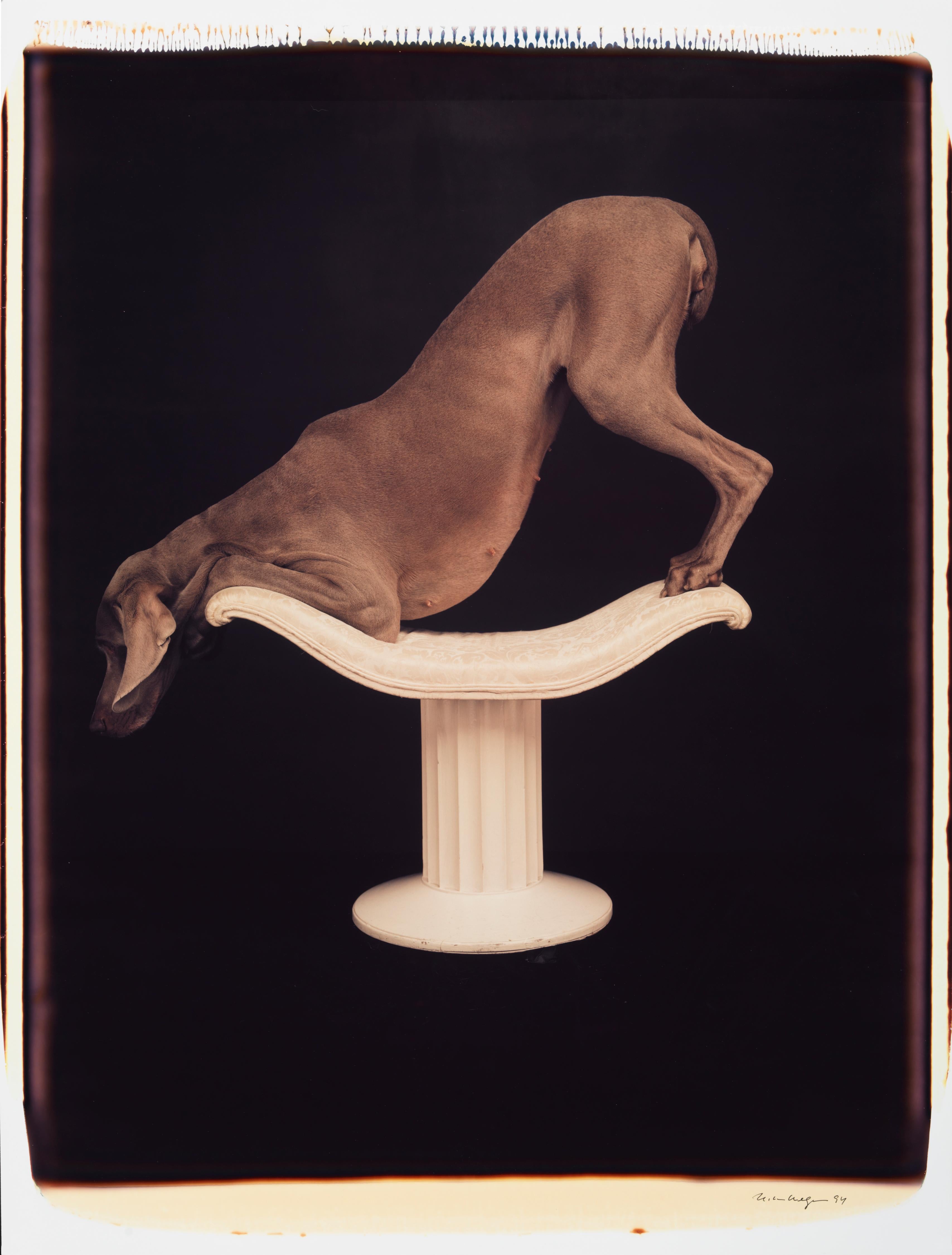 Posed on Pedestal - William Wegman (Farbfotografie)
Signiert und beschriftet mit Titel
Einzigartiger Farb-Polaroiddruck, gedruckt 1994
24 x 20 Zoll

Die Hunde, die mit Perücken, Kostümen und Requisiten ausgestattet sind, zeigen eine breite Palette