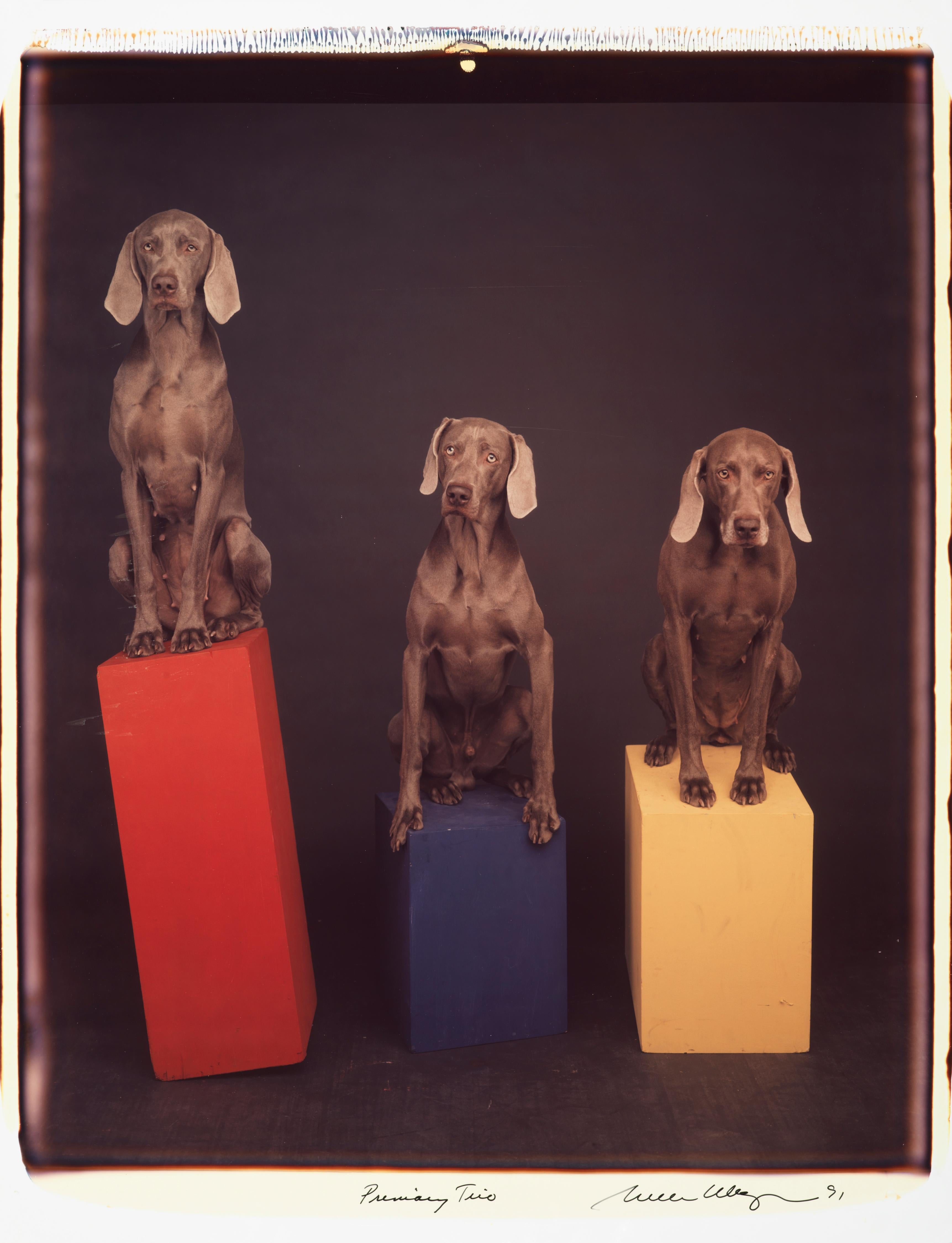 Primary Trio - William Wegman (Farbfotografie)
Signiert und beschriftet mit Titel
Einzigartiger Farb-Polaroiddruck, gedruckt 1991
24 x 20 Zoll

Die Hunde, die mit Perücken, Kostümen und Requisiten ausgestattet sind, zeigen eine breite Palette