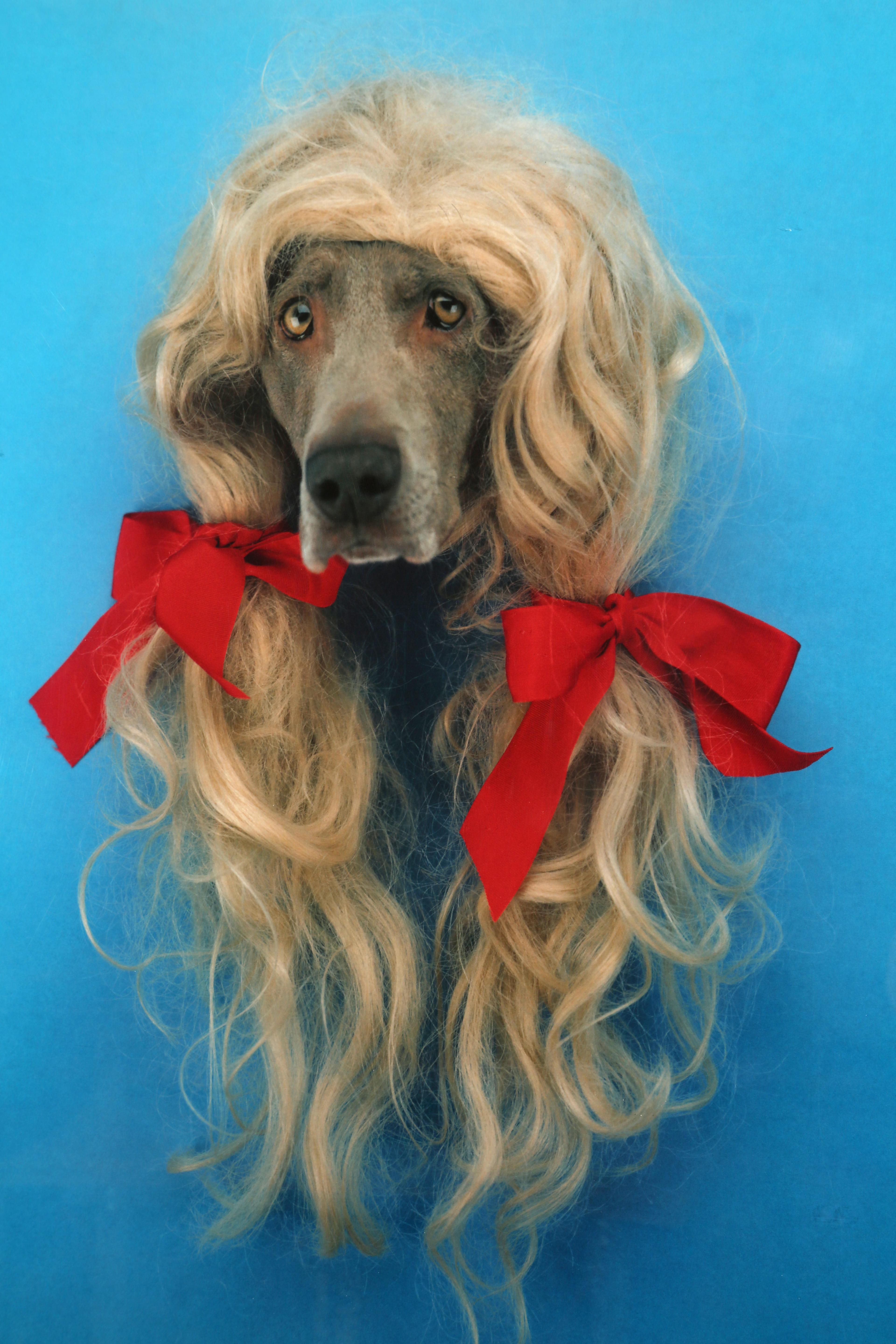 William Wegman Color Photograph – Leichtes Schmuckstück