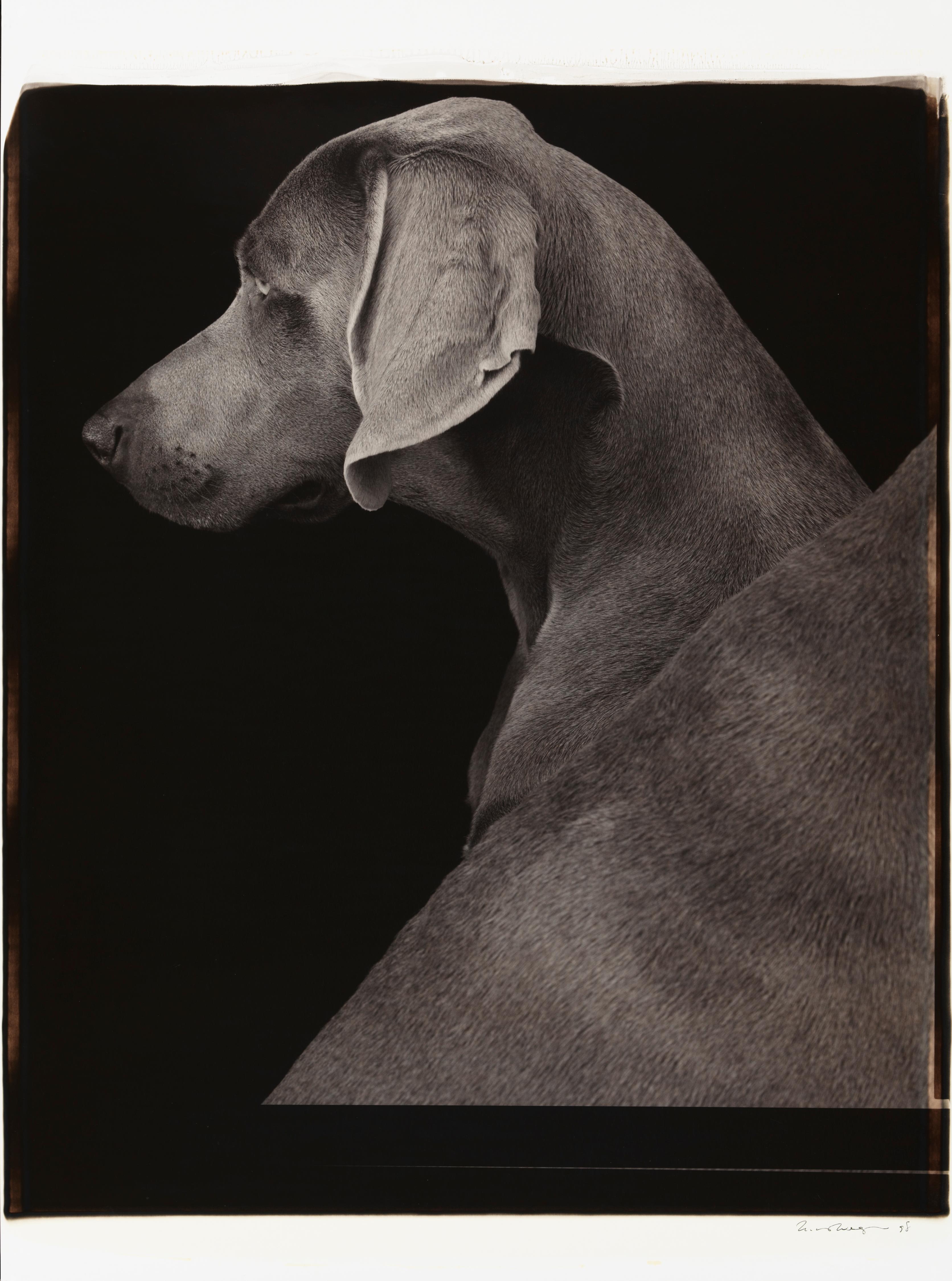 Seitenansichten - William Wegman (Farbfotografie)
Signiert und beschriftet mit Titel
Einzigartiger Schwarz-Weiß-Polaroid-Druck, gedruckt 1998
24 x 20 Zoll

Die Hunde, die mit Perücken, Kostümen und Requisiten ausgestattet sind, zeigen eine breite