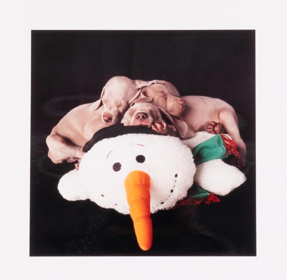 William Wegman Figurative Photograph – Drei für einen