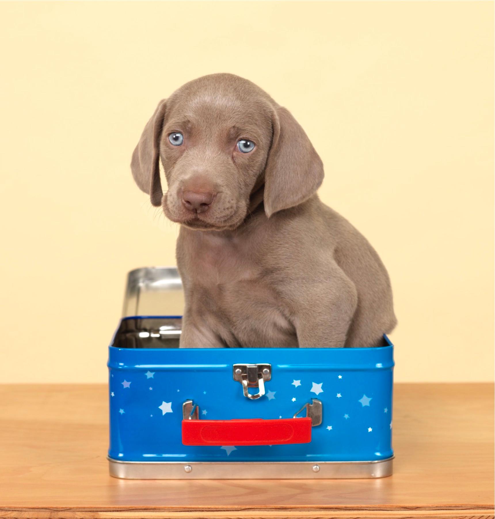 Still-Life Photograph William Wegman - Trop grand