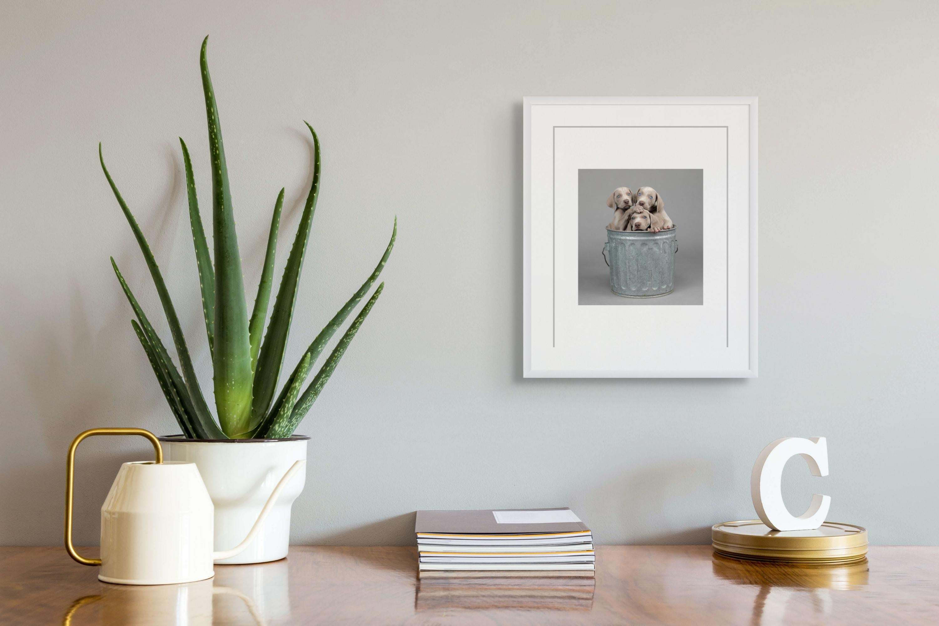 Zu viele – Photograph von William Wegman