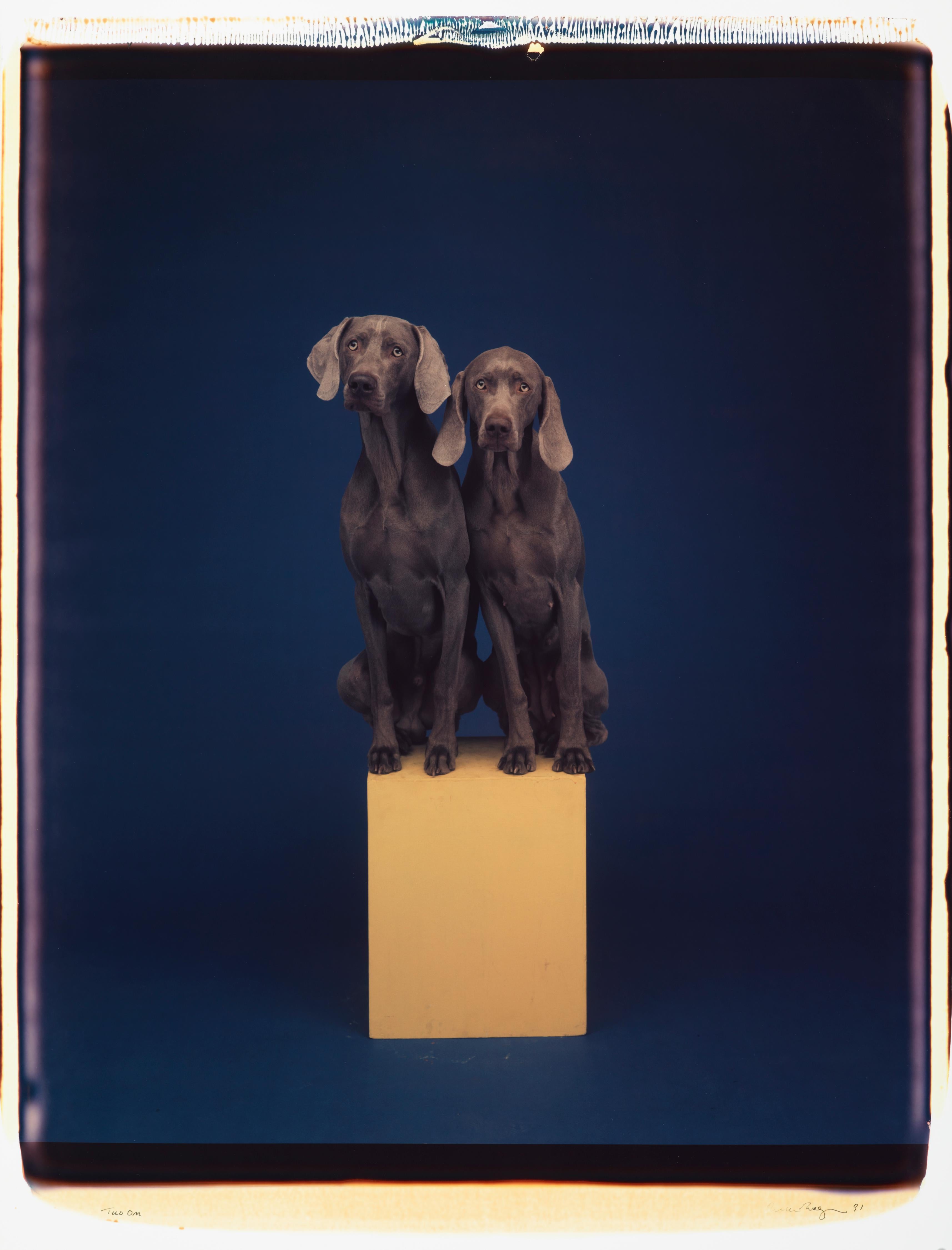 Two On - William Wegman (Colour Photography)
Signed and inscribed with title
Unique colour Polaroid print, printed 1991
24 x 20 inches

The dogs, bewigged and bedecked with outfits and props, demonstrate a wide range of human personas. These works