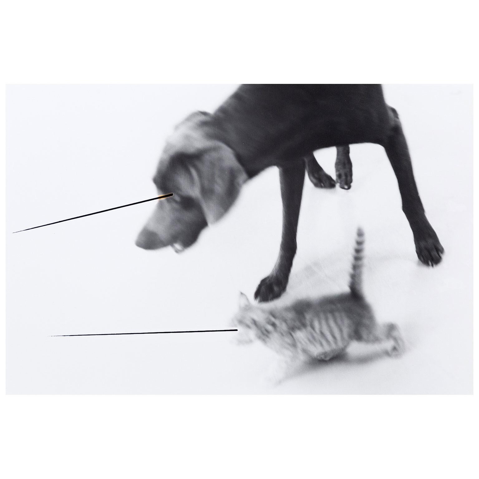 Unbenannt – Photograph von William Wegman