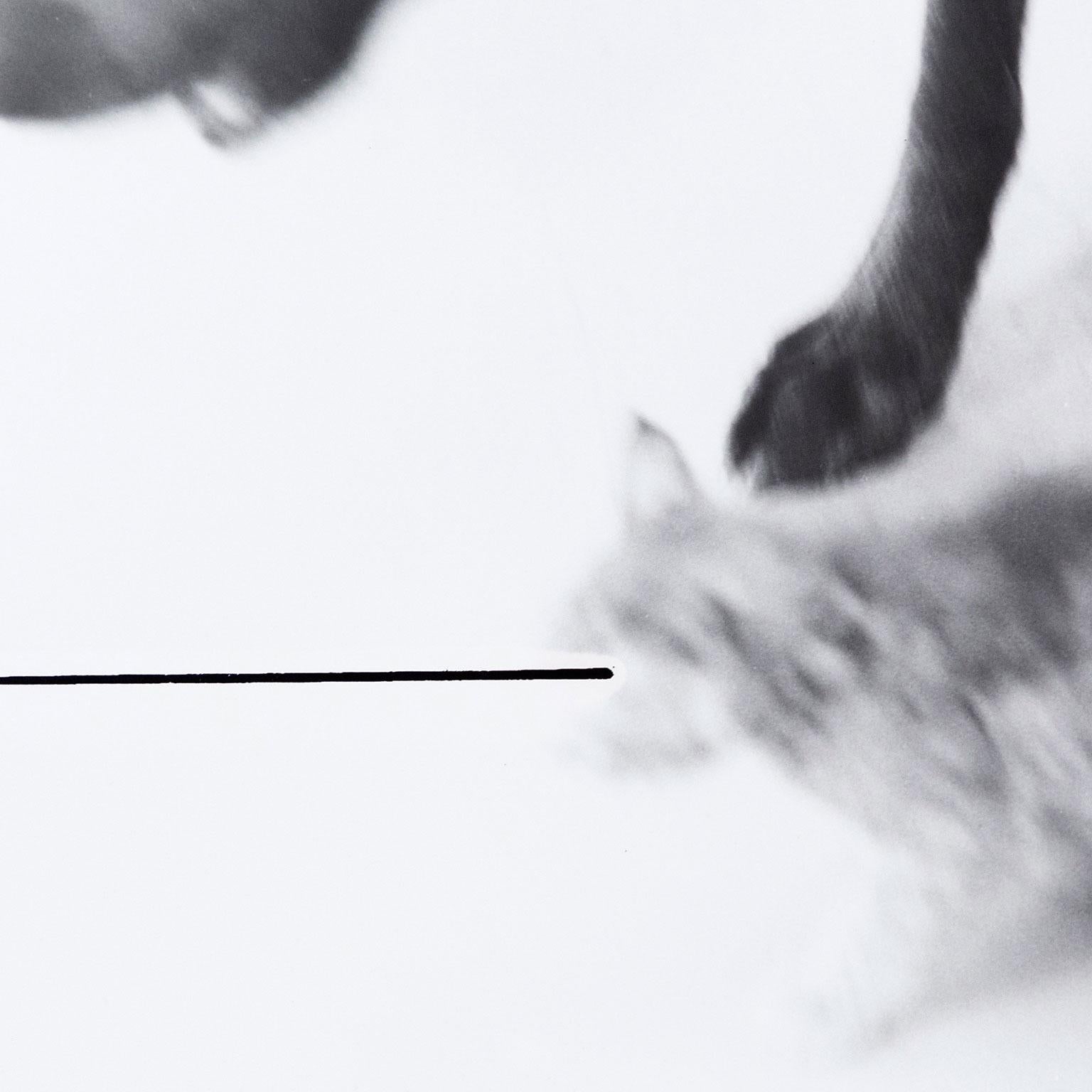 William Wegman (geb. 1943) ist ein amerikanischer Fotograf, der für seine skurrilen Bilder von seinen geliebten Weimaraner-Hunden bekannt ist.

Dieses Foto stammt aus Wegmans Serie 