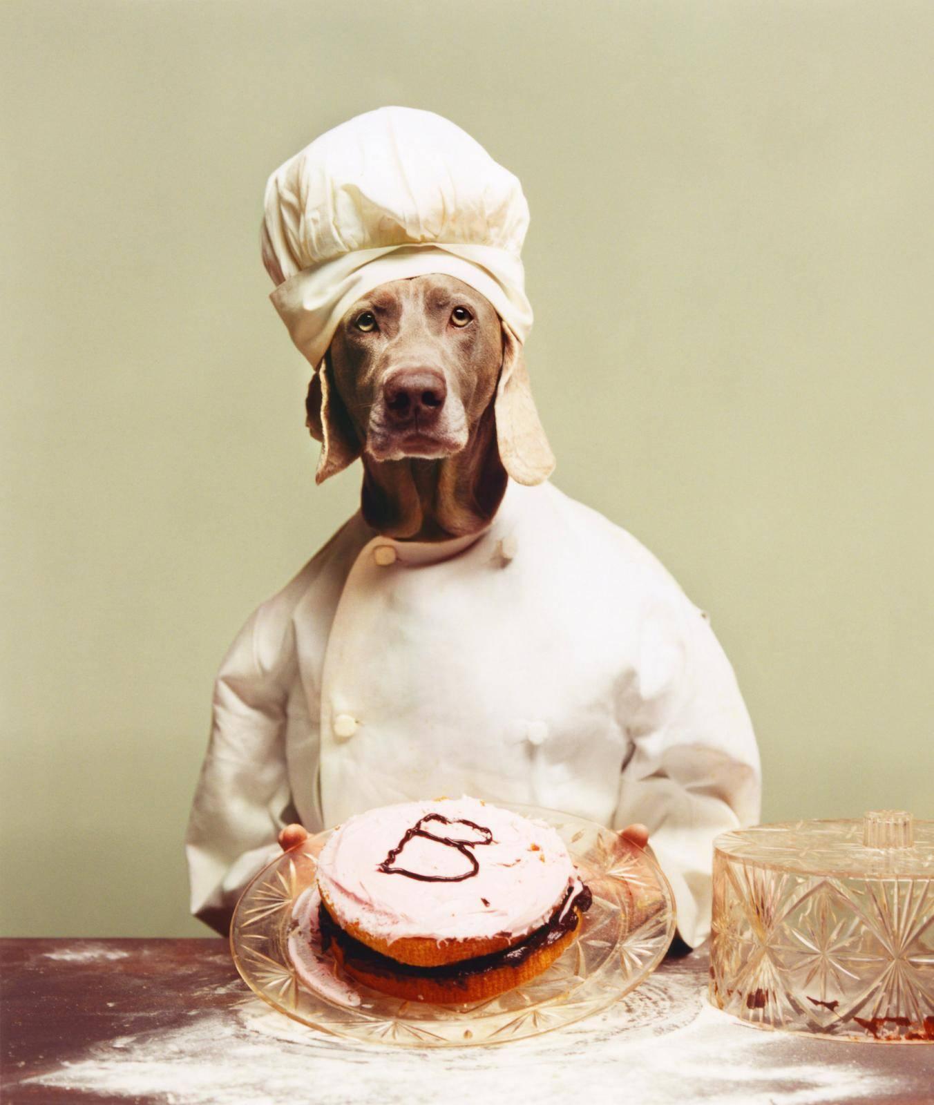 William Wegman Animal Print - B is for Baker