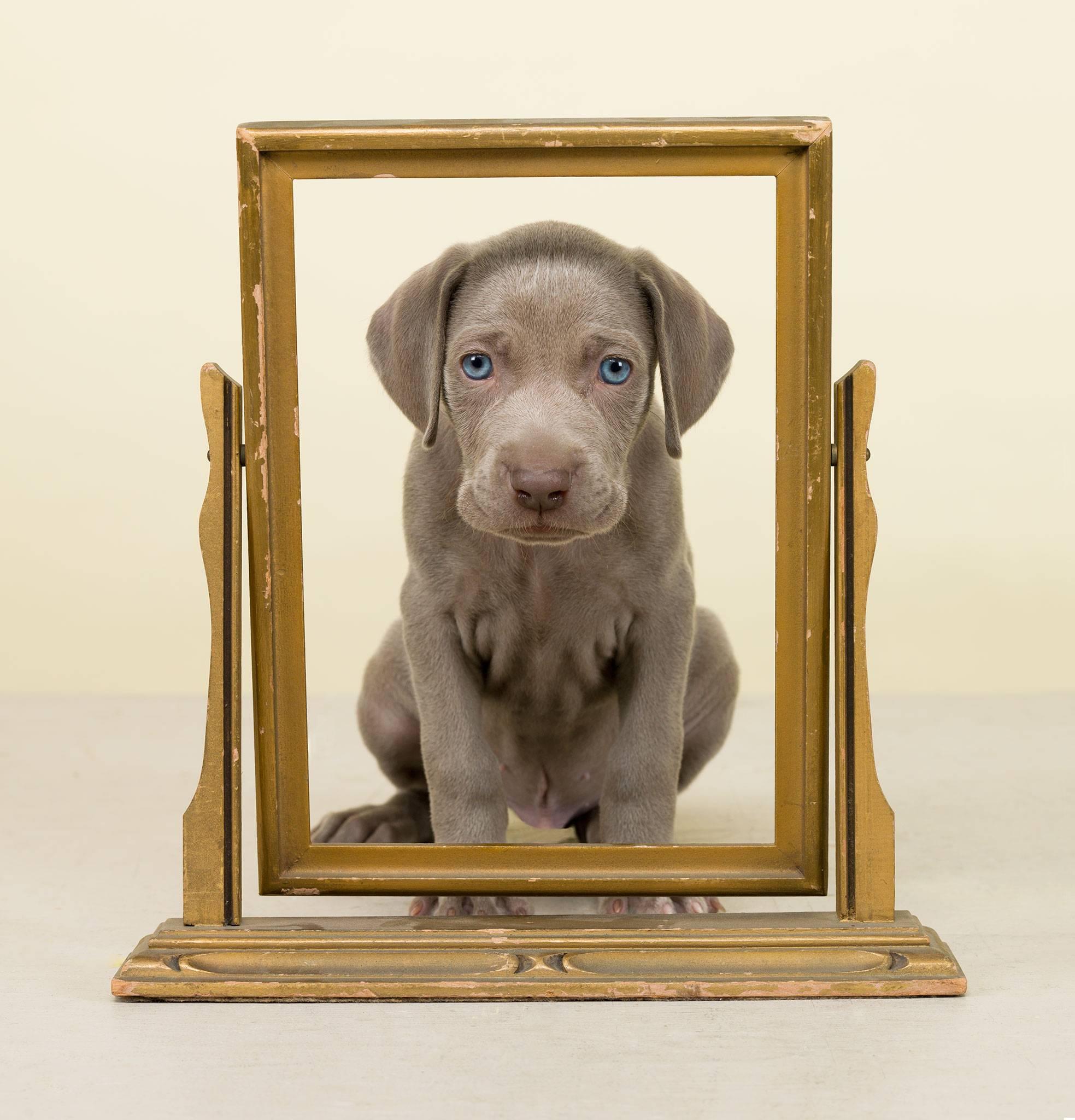 Spiegel – Photograph von William Wegman