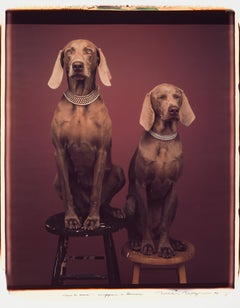Vaisselle de cou :  haut et bas - William Wegman (Photographie couleur)