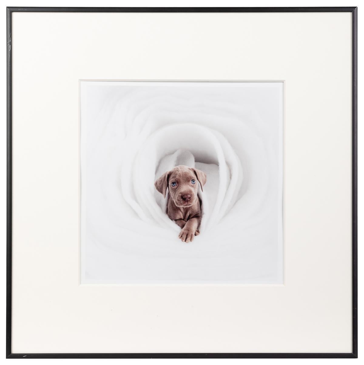 Nuovo - Print Contemporaneo di William Wegman