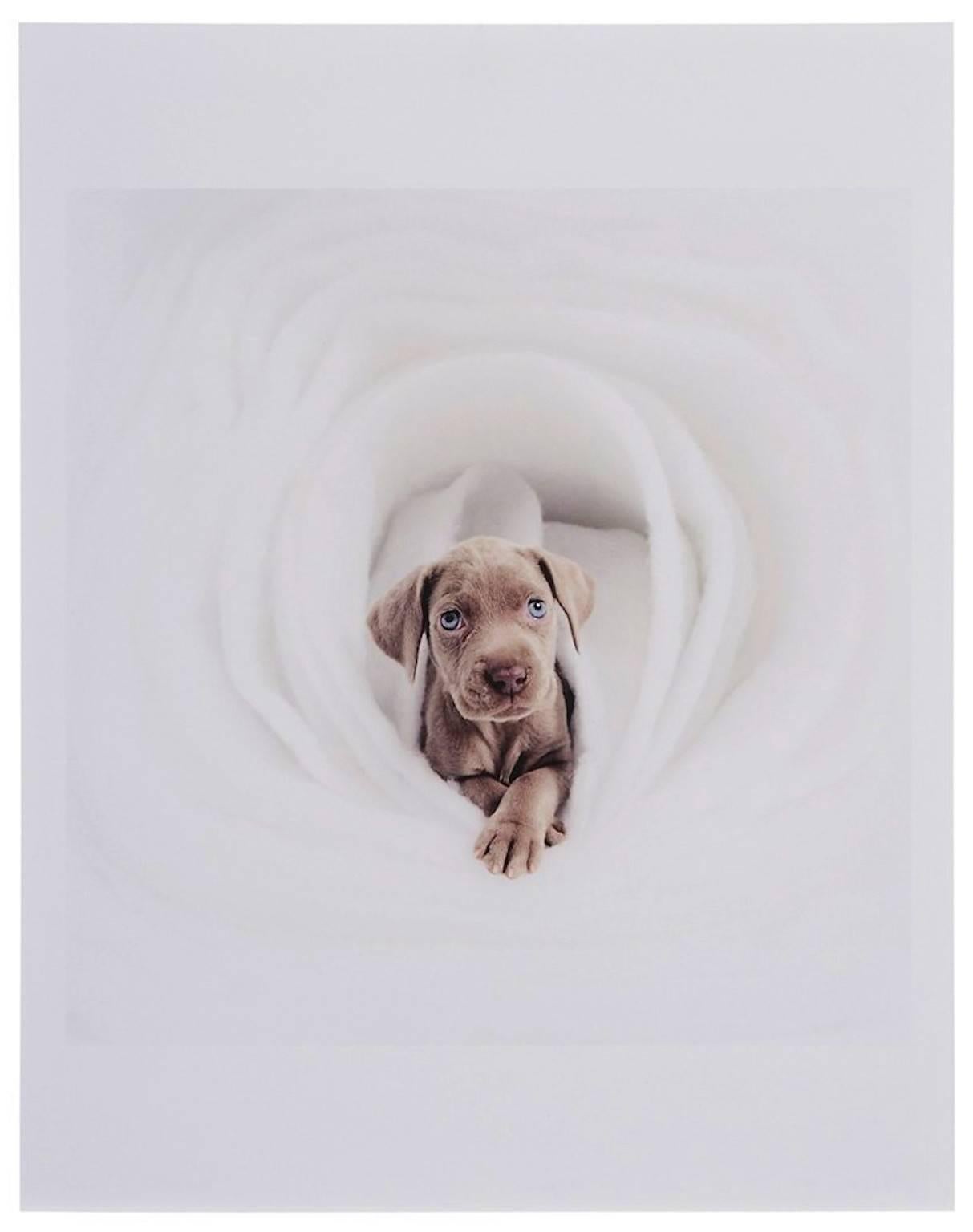 Fotografata e stampata da William Wegman nel 2001, la stampa cromogenica su carta fotografica, firmata a mano dal fotografo con inchiostro nero, datata e numerata (verso), misura 14 x 11 pollici (35,6 x 28 cm), non incorniciata, dell'edizione di 150