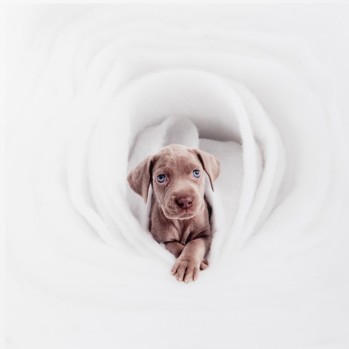 Nuovo - Print di William Wegman