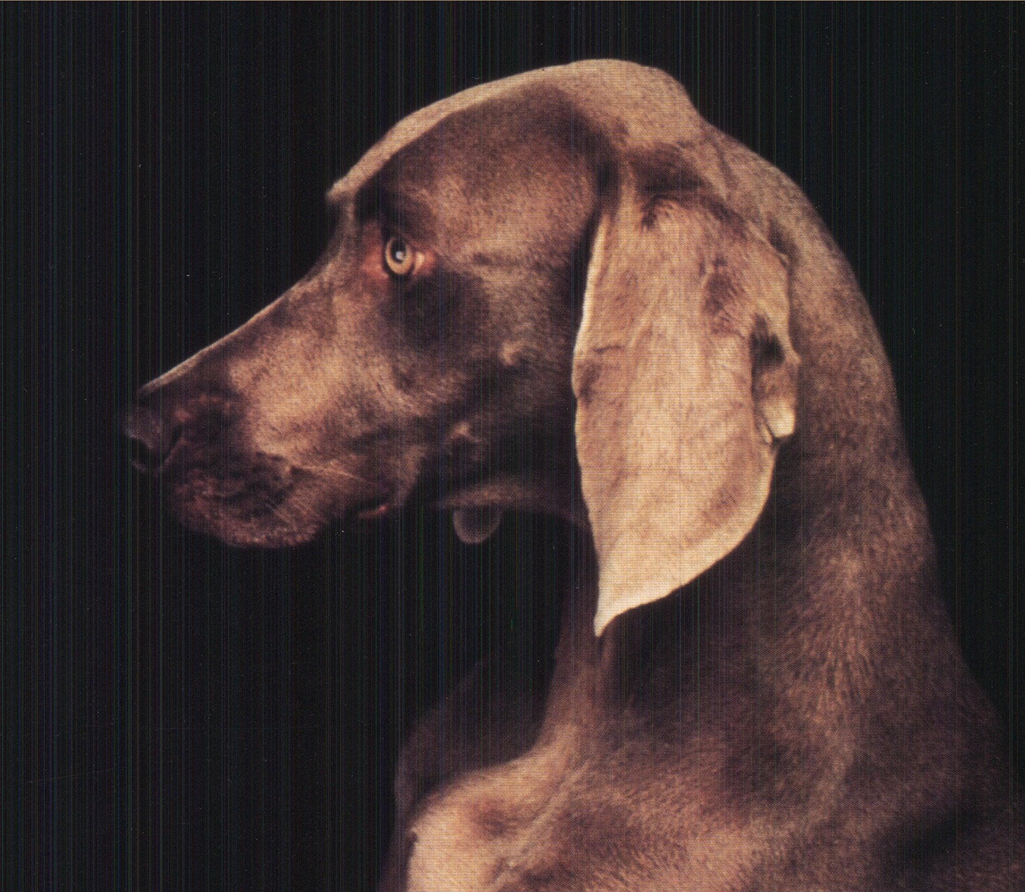 William Wegman 'In the Box (Right)' For Sale 1